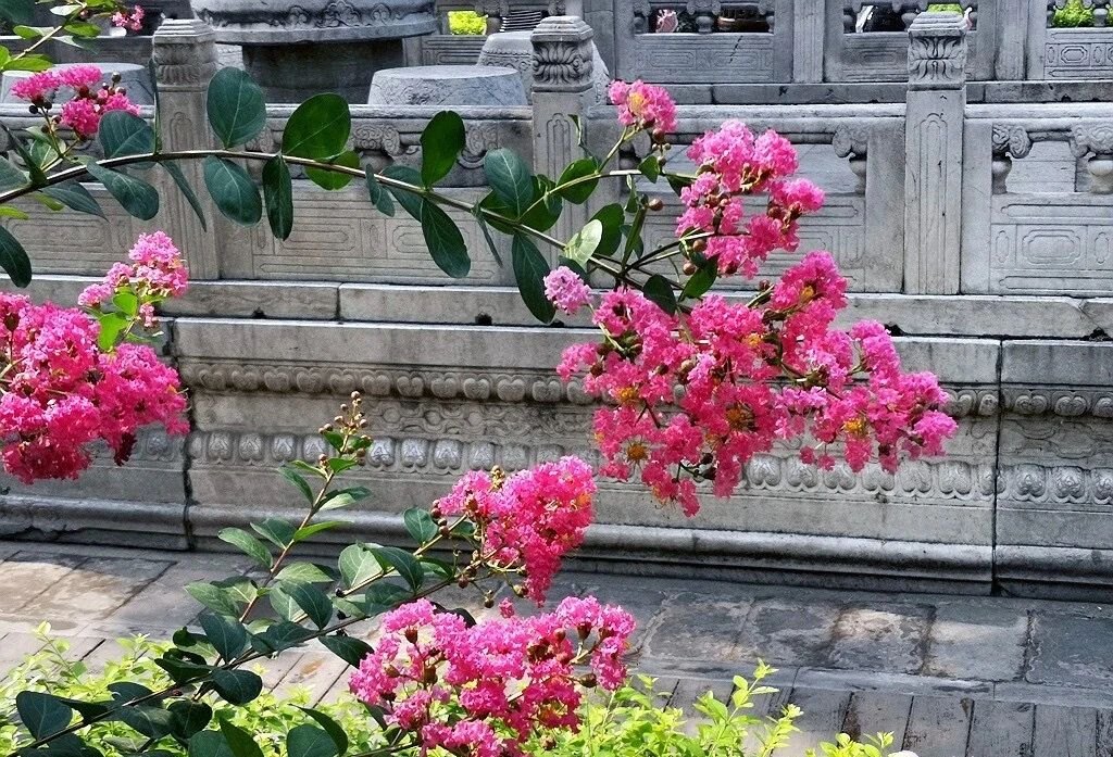 夏天的故宮一角。故宮博物院供圖