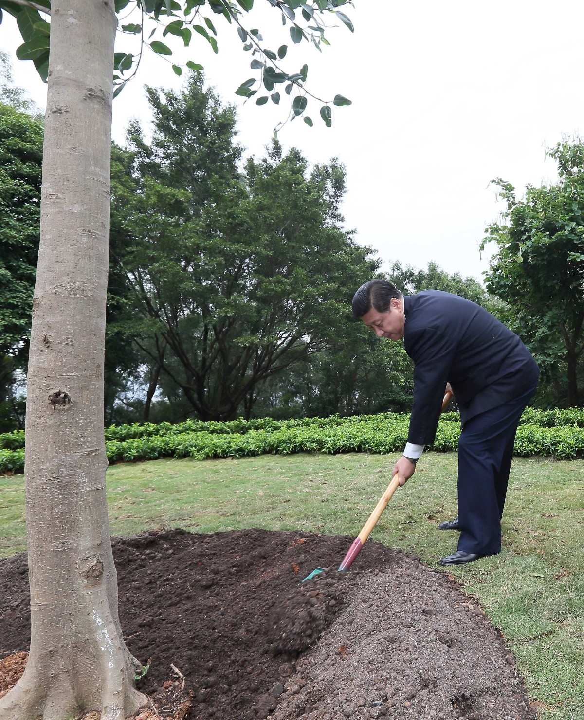 2012年12月8日，習(xí)近平在深圳蓮花山公園種下一棵高山榕樹。