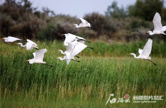 成群的白鷺在阿勒泰科克蘇濕地國(guó)家級(jí)自然保護(hù)區(qū)飛翔。新疆石榴云 阿爾達(dá)克·拜斯汗攝