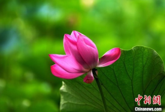 6月19日，時(shí)值一年畢業(yè)季，四川大學(xué)望江校區(qū)荷花池里的荷花盛開，成為了畢業(yè)生們的打卡圣地，吸引了眾多畢業(yè)生拍照留念。圖為盛開的荷花。中新社記者 安源 攝