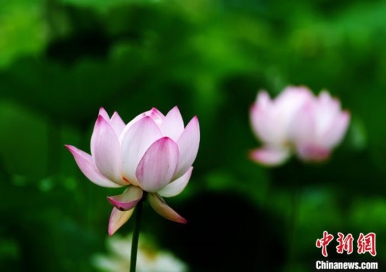 6月19日，時(shí)值一年畢業(yè)季，四川大學(xué)望江校區(qū)荷花池里的荷花盛開，成為了畢業(yè)生們的打卡圣地，吸引了眾多畢業(yè)生拍照留念。圖為盛開的荷花。中新社記者 安源 攝