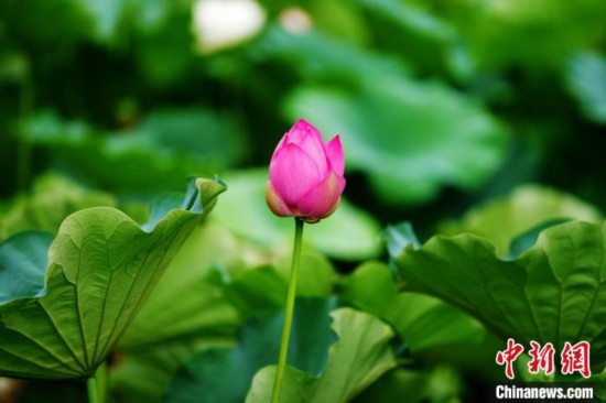 6月19日，時(shí)值一年畢業(yè)季，四川大學(xué)望江校區(qū)荷花池里的荷花盛開，成為了畢業(yè)生們的打卡圣地，吸引了眾多畢業(yè)生拍照留念。圖為含苞待放的荷花。中新社記者 安源 攝