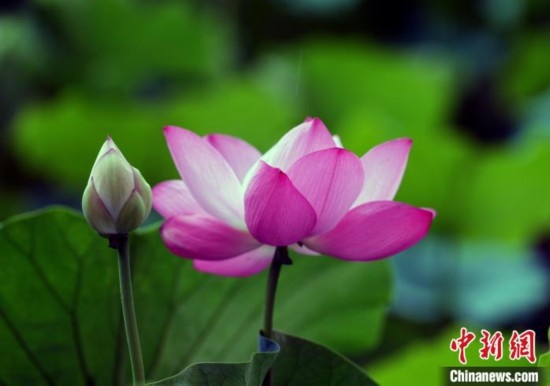 6月19日，時(shí)值一年畢業(yè)季，四川大學(xué)望江校區(qū)荷花池里的荷花盛開，成為了畢業(yè)生們的打卡圣地，吸引了眾多畢業(yè)生拍照留念。圖為盛開的荷花。中新社記者 安源 攝