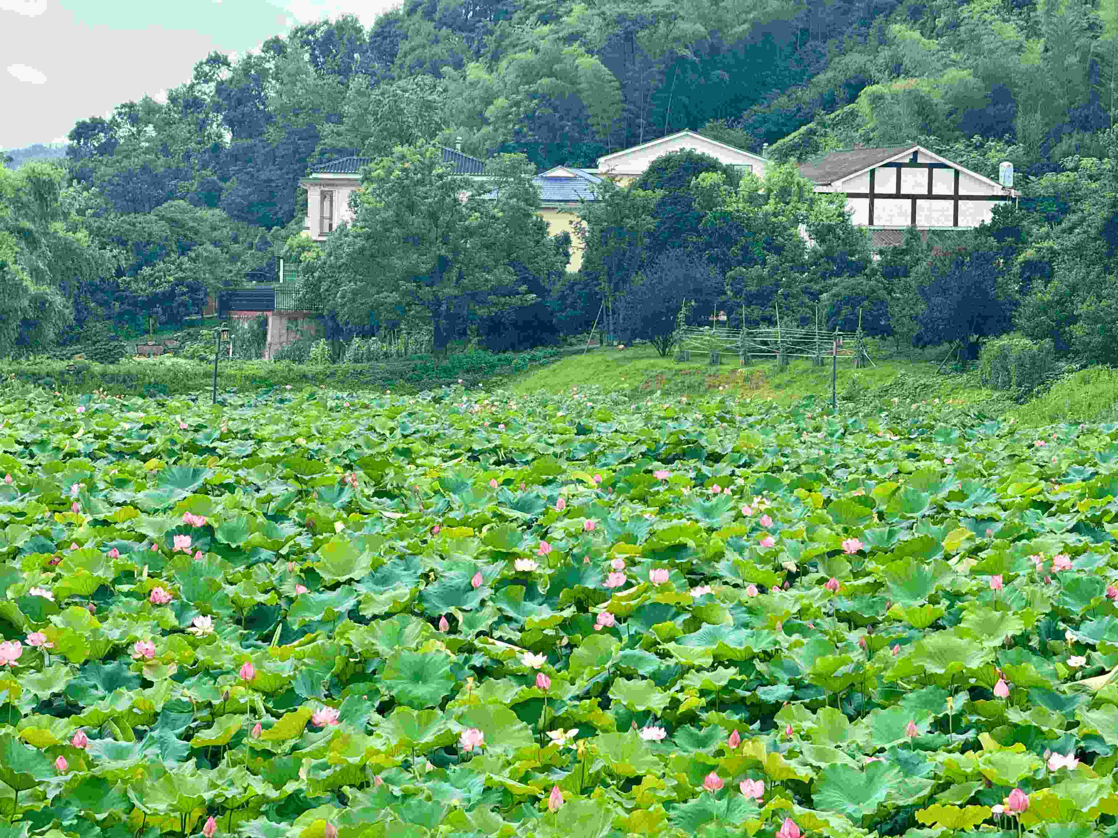 在湖南省益陽市清溪村，滿池荷花競相綻放。人民網(wǎng)記者 劉微攝