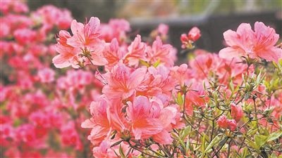 井岡山大學北區(qū)的生物園內(nèi)，一叢叢映山紅競相怒放。井岡山大學供圖
