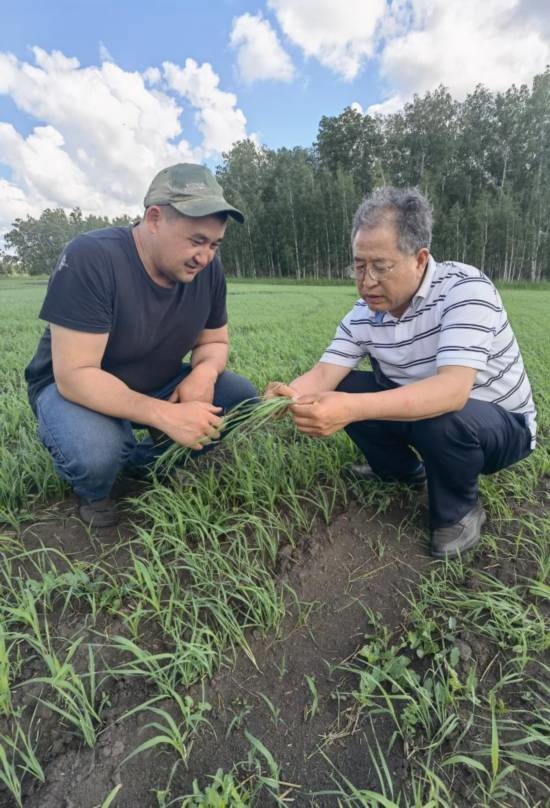 6月21日，西北農(nóng)林科技大學(xué)張正茂教授（右）在哈薩克斯坦北哈州農(nóng)業(yè)科技示范園與當(dāng)?shù)貙?zhuān)家調(diào)查小麥苗情。新華社發(fā)（受訪(fǎng)者供圖）