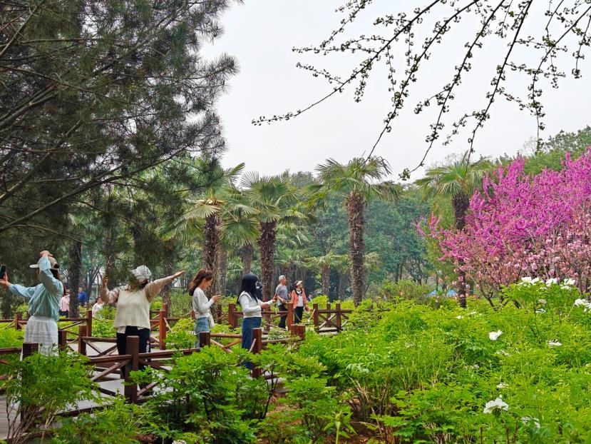 在河南省洛陽市中國國花園，游客漫步花海、自拍留念。人民網(wǎng) 王雅蝶攝
