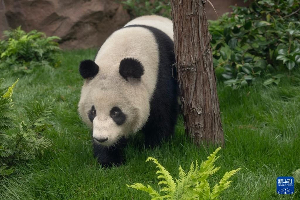 這是美國加利福尼亞州圣迭戈動物園7月19日發(fā)布的大熊貓“鑫寶”在動物園新家的照片。新華社發(fā)（圣迭戈動物園供圖）