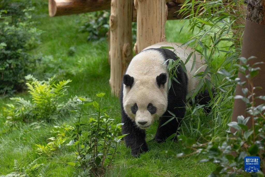 這是美國加利福尼亞州圣迭戈動物園7月19日發(fā)布的大熊貓“云川”在動物園新家的照片。新華社發(fā)（圣迭戈動物園供圖）