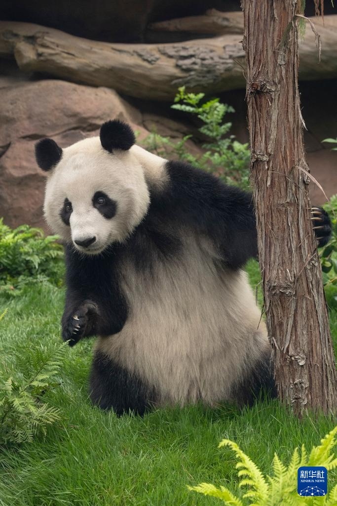 這是美國加利福尼亞州圣迭戈動物園7月19日發(fā)布的大熊貓“鑫寶”在動物園新家的照片。新華社發(fā)（圣迭戈動物園供圖）