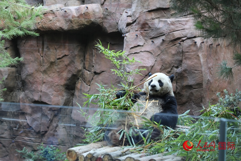 2、“云川”和“鑫寶”落戶圣迭戈動物園，開啟了新一輪中美大熊貓保護合作。 人民網(wǎng)記者 李志偉攝 (1)