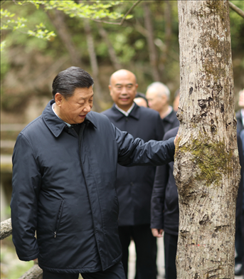 2020年4月，習(xí)近平總書記來到位于商洛市柞水縣的秦嶺牛背梁國家級自然保護(hù)區(qū)，考察秦嶺生態(tài)保護(hù)情況。新華社記者 鞠鵬 攝