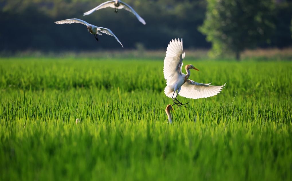 2023年8月7日，鷺鳥在山東省臨沂市郯城縣郯城街道水稻田間飛舞。新華社發(fā)（張春雷 攝）