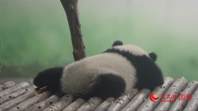 成都大熊貓繁育研究基地的熊貓。人民網(wǎng)記者 張榮攝
