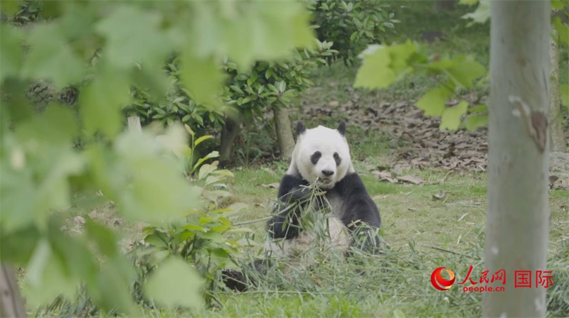 成都大熊貓繁育研究基地的熊貓。人民網(wǎng)記者 張榮攝