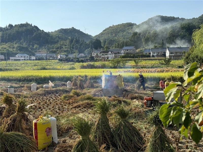 “豐收”是秋天的關(guān)鍵詞，田間煙火氣，最撫凡人心。打谷機(jī)、蛇皮袋、抱稻禾、捆秸稈……這是鄉(xiāng)土中國廣大農(nóng)村收割稻谷的經(jīng)典場景，也是不少干過農(nóng)活的人的獨家記憶。告別了打谷機(jī)，擁抱機(jī)械化，改變的是生產(chǎn)工具，不變的是三農(nóng)情懷。農(nóng)為邦本，本固邦寧，每一個親吻土地、珍惜糧食的日子都值得被尊敬，被緬懷，被憧憬?？疾靾F(tuán)中的謝里克·科爾茹姆巴耶夫是《哈薩克斯坦實業(yè)報》的總編輯，也是一位“生活觀察家”，田間里揮汗收割的村民引起了他的興趣，他感嘆道：人們勞作的過程總是令人賞心悅目。這就是中外共鳴的“鄉(xiāng)愁”吧。 （烏茲別克斯坦《人民言論報》副總編輯魯斯蘭·肯扎耶夫攝）