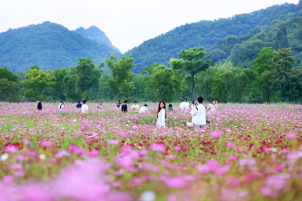 6月8日，游人在浙江省杭州市西湖區(qū)雙浦鎮(zhèn)銅鑒湖畔的花海中游覽。新華社發(fā)（周方玲 攝）