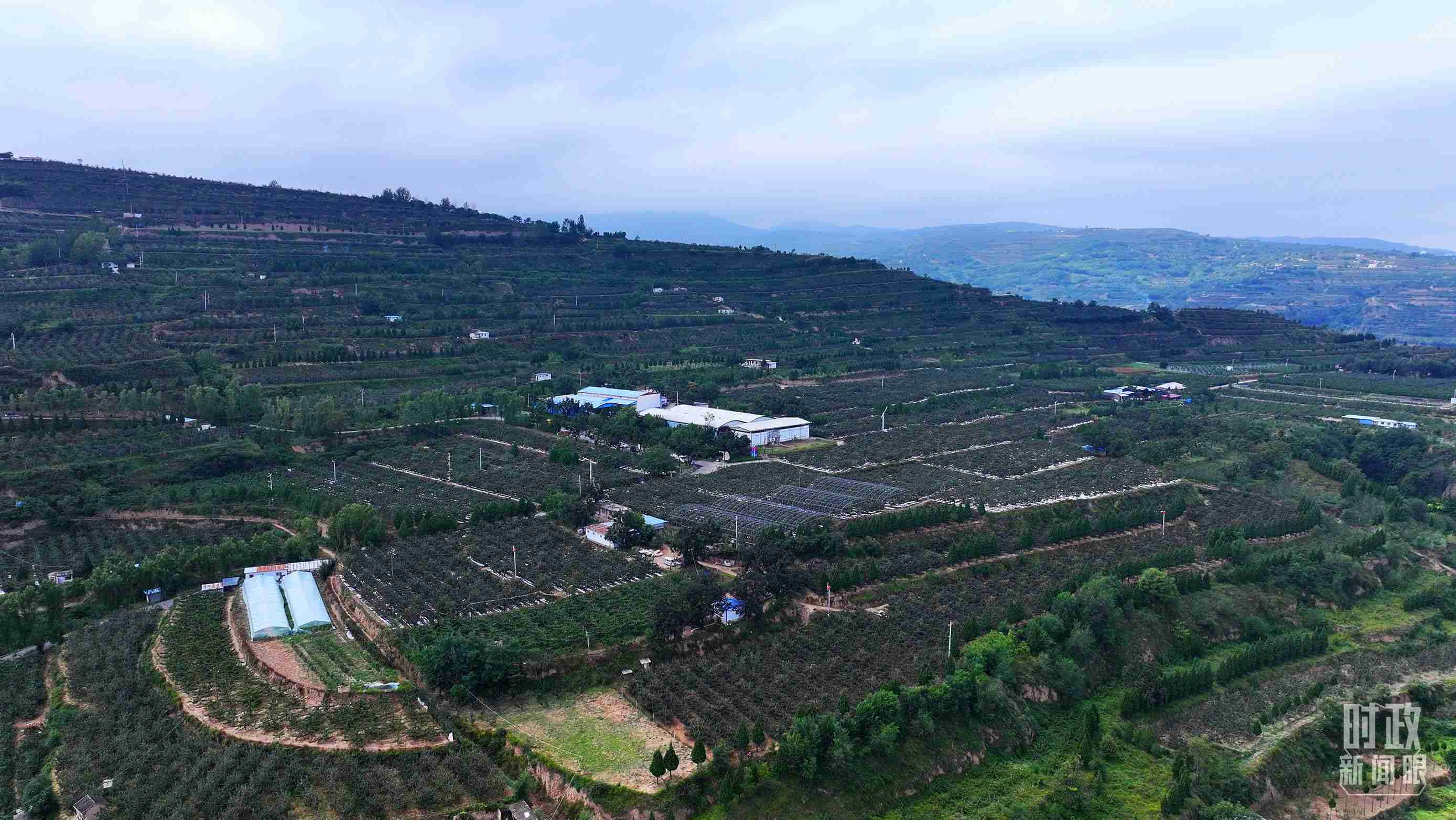 △ 麥積區(qū)南山花牛蘋果基地。（總臺央視記者范凱拍攝）