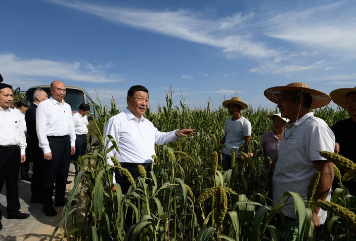 2021年9月13日至14日，中共中央總書記、國(guó)家主席、中央軍委主席習(xí)近平在陜西省榆林市考察。這是13日下午，習(xí)近平在米脂縣銀州街道高西溝村臨時(shí)下車，察看糧食作物長(zhǎng)勢(shì)，同正在田間勞作的老鄉(xiāng)拉家常。新華社記者 李學(xué)仁 攝