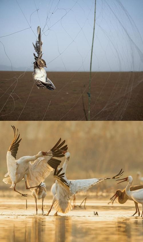 拼版圖片：圖為2011年和2023年鄱陽湖區(qū)的變化，曾經(jīng)湖區(qū)內(nèi)分布有捕鳥網(wǎng)，如今人與自然和諧共生的理念深入人心。攝影：傅建斌 周海燕 制作：賈稀荃