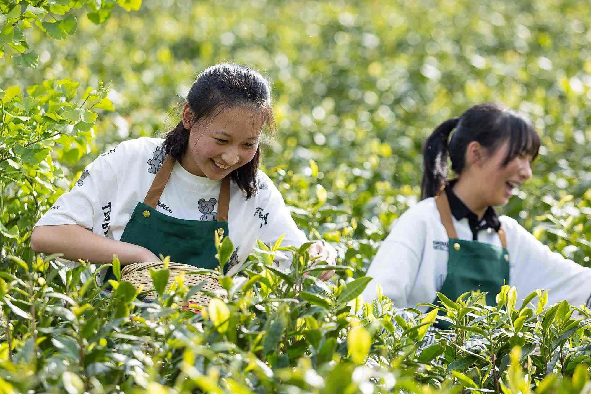 浙江安吉，游客在茶園里體驗采茶