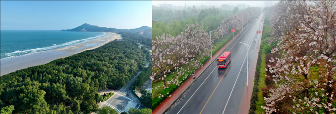 拼版照片：左圖為位于東山縣金鑾灣沿岸的木麻黃防護(hù)林帶（無人機(jī)照片，新華社記者 姜克紅 攝）；右圖為2021年4月20日在蘭考縣焦裕祿干部學(xué)院附近拍攝的泡桐花（無人機(jī)照片，新華社記者 郝源 攝）。