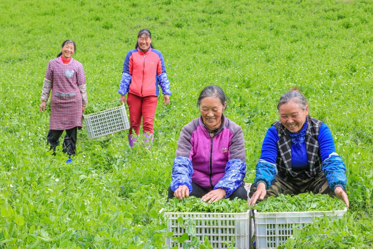 在四川省阿壩藏族羌族自治州馬爾康市馬爾康鎮(zhèn)納足村，當(dāng)季蔬菜喜獲豐收，群眾正在忙著采收、裝箱供應(yīng)市場(chǎng)。來(lái)源：人民圖片