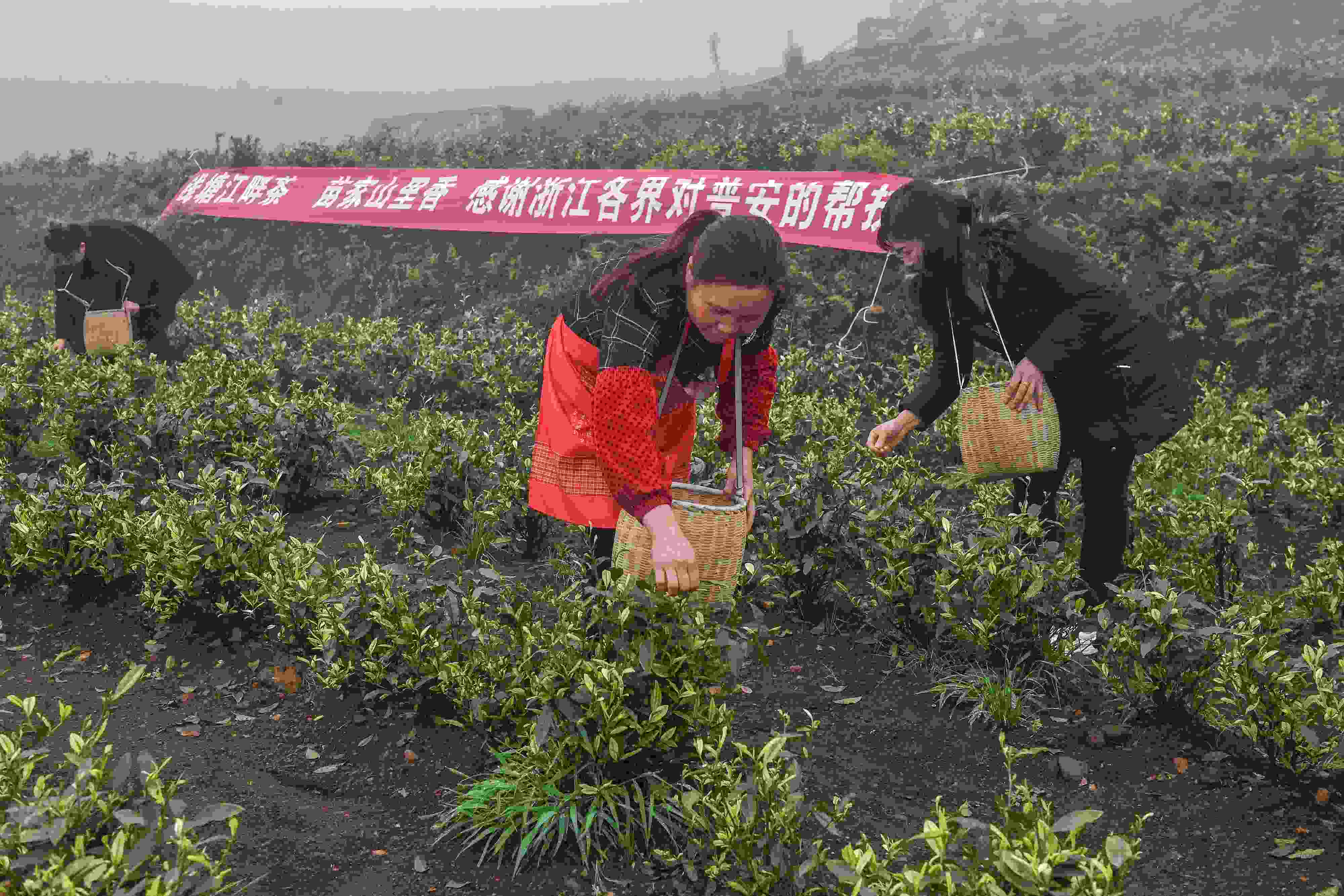 2021年4月14日，工人在貴州省黔西南州普安縣地瓜鎮(zhèn)屯上村“白葉一號”感恩茶園采茶。這片茶園由浙江省安吉縣捐贈。