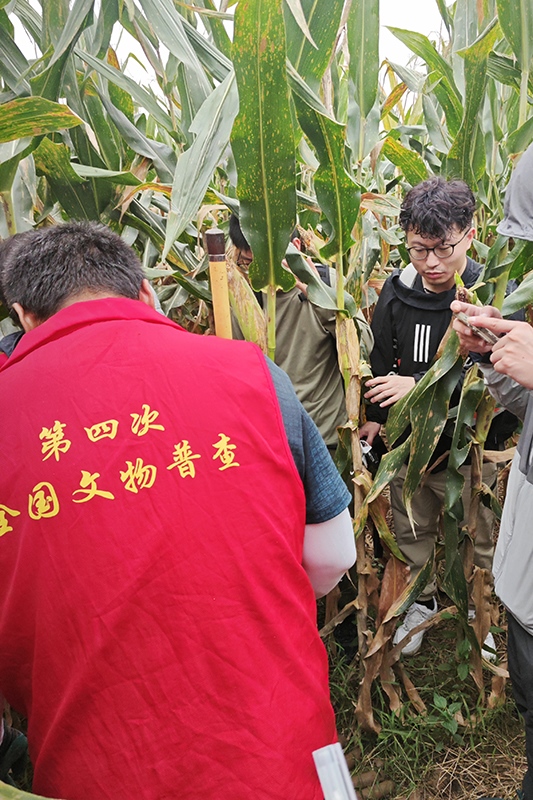 普查隊(duì)員正在使用探鏟進(jìn)行探測(cè)。中國(guó)文物報(bào)供圖