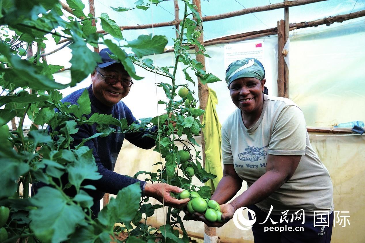 肯尼亞納庫魯郡，南京農(nóng)業(yè)大學(xué)援非專家劉高瓊和當(dāng)?shù)剞r(nóng)民瑪麗·姆旺吉在溫室大棚里查看番茄種植情況。人民網(wǎng)記者 黃煒鑫攝