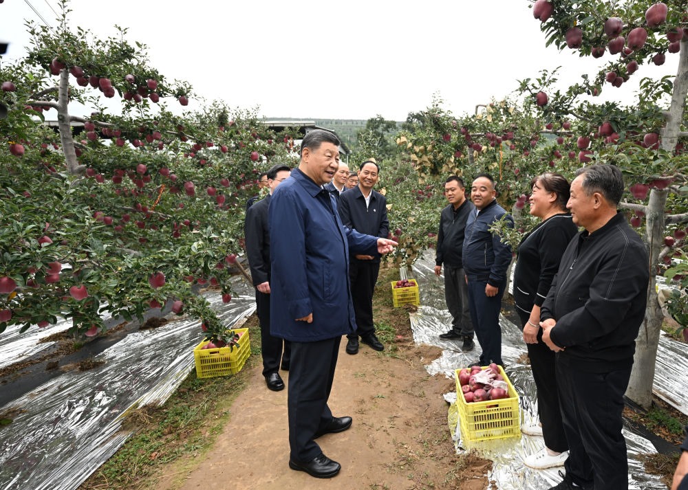 2024年9月11日，習近平在甘肅省天水市麥積區(qū)南山花牛蘋果基地考察時，走進果林了解相關(guān)種植、技術(shù)和管理情況。習近平指出：“經(jīng)過70多年培育發(fā)展，花牛蘋果品牌更響亮了。要加強品種保護和培育，優(yōu)化種植方式，創(chuàng)新營銷模式，把這個特色產(chǎn)業(yè)做得更大，帶動更多群眾增收致富。”