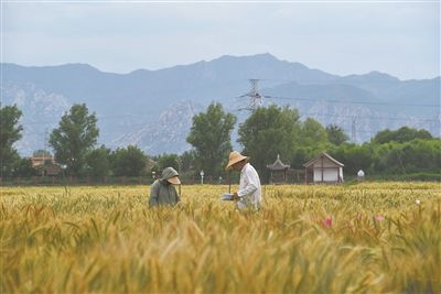 圖為中國農(nóng)業(yè)大學(xué)師生在該校上莊實驗站開展小麥育種工作。馬文哲攝