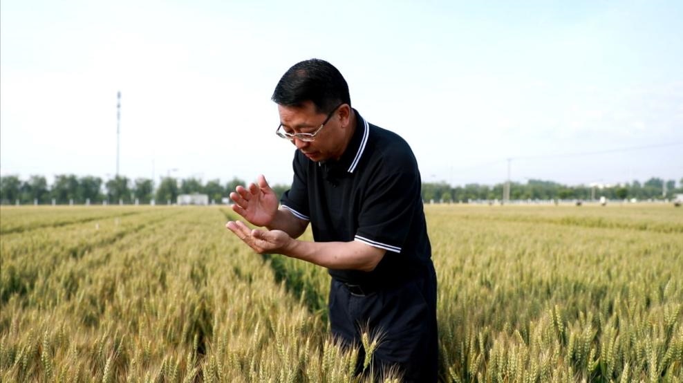 張福鎖在曲周查看小麥長勢。受訪者供圖