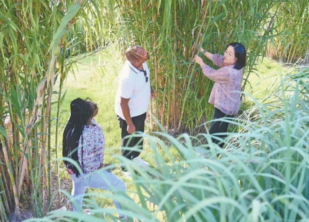 福建農(nóng)林大學(xué)國際菌草工程技術(shù)研究中心工作人員（右）在向盧旺達(dá)留學(xué)生介紹菌草品種“綠洲1號(hào)”蘆竹的生長情況。新華社記者 林善傳 攝