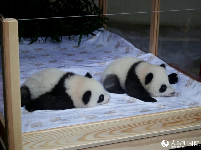 柏林動物園的明星“夢好”與“夢甜”。人民網(wǎng) 肖晶攝