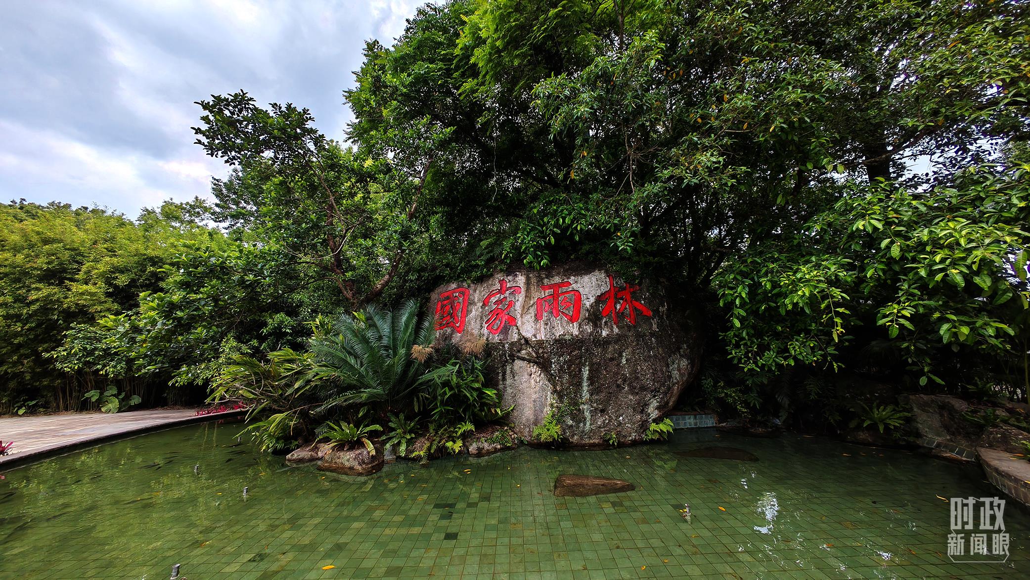 海南熱帶雨林國(guó)家公園。（總臺(tái)央視記者彭漢明拍攝）