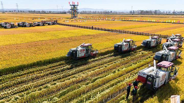 2024年9月22日，在黑龍江省重要糧食產(chǎn)區(qū)哈爾濱市方正縣的稻田中，農(nóng)機(jī)開啟“黑龍江秋收第一鐮”作業(yè)（無人機(jī)照片）。新華社記者 王松 攝