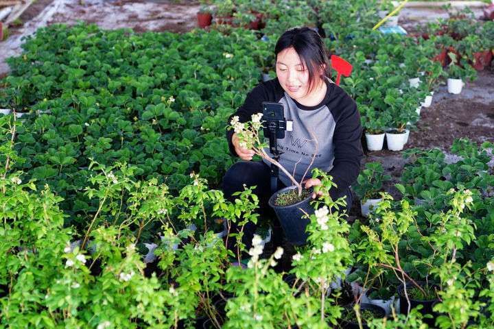 2024年4月27日，在山東省惠民縣姜樓鎮(zhèn)立冉果蔬種植合作社，工作人員在直播賣藍(lán)莓苗。新華社記者 郭緒雷 攝