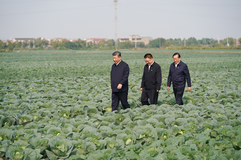 2024年11月5日，習(xí)近平總書記在湖北嘉魚潘家灣鎮(zhèn)十里蔬菜長廊考察。