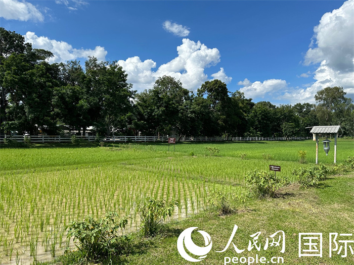 泰國沙功那空省水稻種植示范基地。人民網(wǎng)記者 簡承淵攝