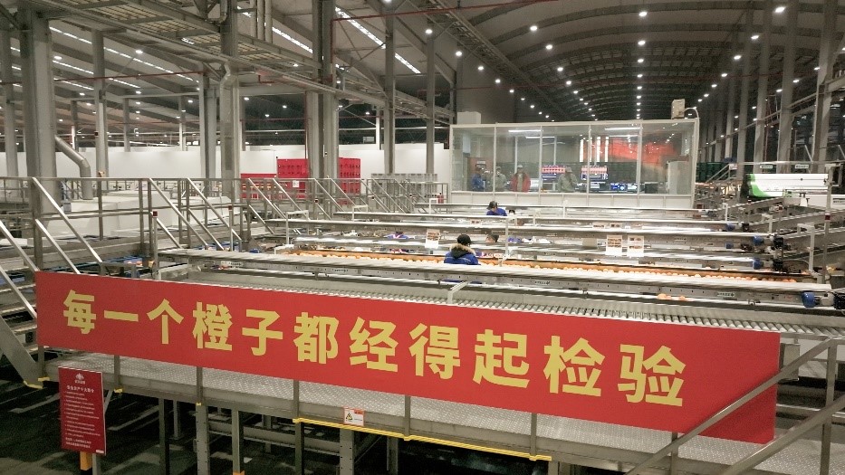 工人在智能生產(chǎn)線上對臍橙精深加工。人民網(wǎng)記者 張力洋攝