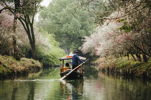 杭州西溪濕地，河岸梅花盛開。圖片來源：視覺中國