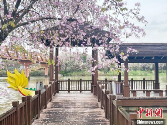 3月7日，廣州海珠國(guó)家濕地公園宮粉紫荊花海吸引游人。中新社記者 許青青 攝
