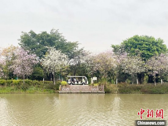 3月7日，廣州海珠國(guó)家濕地公園宮粉紫荊花海吸引游人。中新社記者 許青青 攝