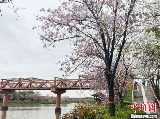 3月7日，廣州海珠國(guó)家濕地公園宮粉紫荊花海吸引游人。中新社記者 許青青 攝