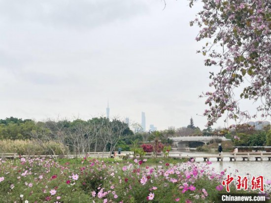 每年三月，廣州海珠國(guó)家濕地公園迎來(lái)最具標(biāo)志性的景觀之一——宮粉紫荊花海，公園內(nèi)的石榴崗河沿岸兩側(cè)，數(shù)千株宮粉紫荊綿延3.2公里，粉紅與粉白的花朵交織如云，頗為浪漫。據(jù)悉，宮粉紫荊因其耐濕性強(qiáng)、花期長(zhǎng)的特性，是廣州海珠國(guó)家濕地公園生態(tài)修復(fù)的優(yōu)選樹種。近年來(lái)通過(guò)科學(xué)管養(yǎng)，花量相較往年明顯增加，盛花期持續(xù)近一個(gè)月時(shí)間，預(yù)計(jì)浪漫景致將延續(xù)至清明前。圖為3月7日，廣州海珠國(guó)家濕地公園宮粉紫荊花海吸引游人。中新社記者 許青青 攝