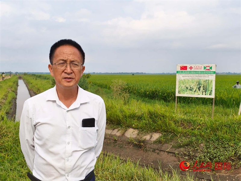 專(zhuān)家組組長(zhǎng)楊華德在水稻田間地頭。 人民網(wǎng)記者 黃培昭攝