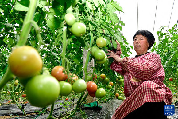3月13日，在菏澤市鄆城縣張營街道，農(nóng)民在設(shè)施大棚里打理西紅柿。