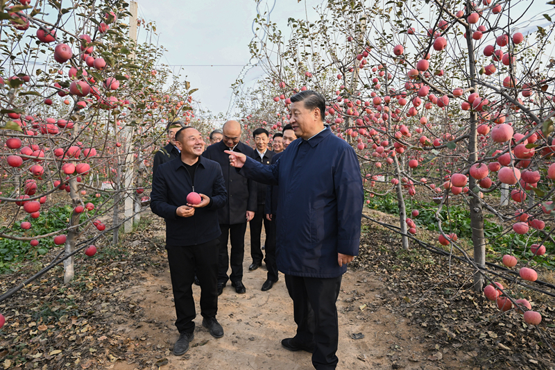 2022年10月26日，習(xí)近平總書記在陜西省延安市安塞區(qū)高橋鎮(zhèn)南溝村的蘋果園里同老鄉(xiāng)們親切交流。