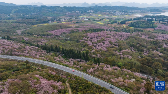 清鎮(zhèn)市紅楓湖鎮(zhèn)右二村旁的道路與花海相映（4月5日攝，無人機照片）。